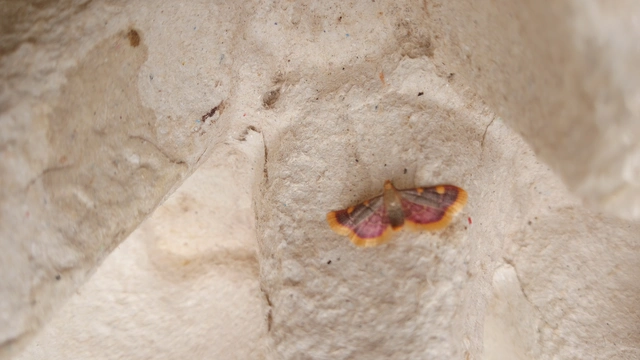 Hypsopygia costalis - szénailonca