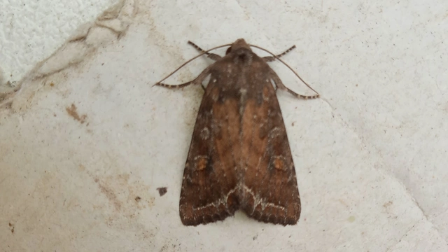 saláta-kertibagoly - Lacanobia oleracea