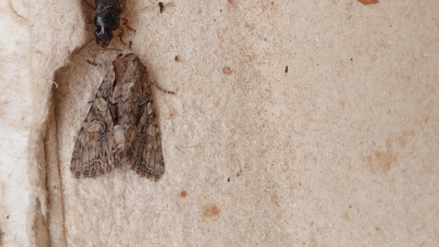 Lacanobia thalassina - borbolya-kertibagoly