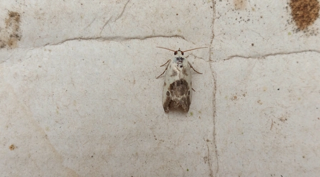 Ponometia candefacta - parlagfűbagoly