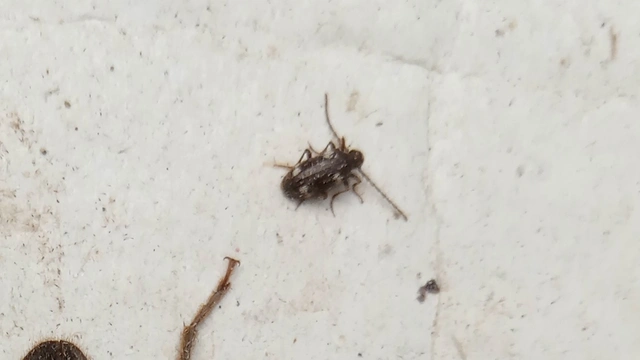 Ptinus sexpunctatus - hatfoltos tolvajbogár