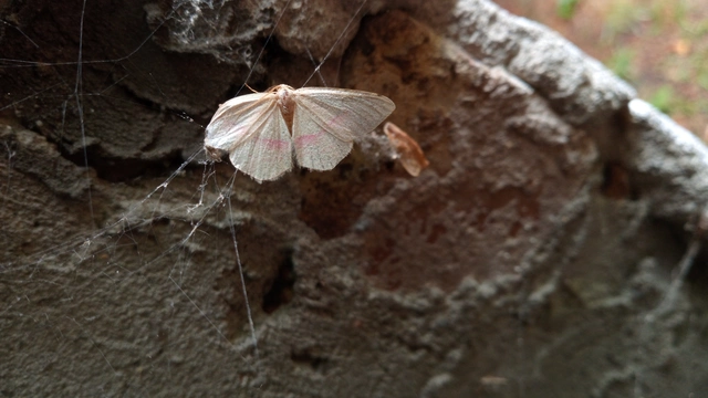 Rhodostrophia vibicaria - pirosszélű araszoló