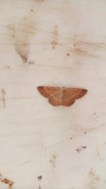 réti pirosaraszoló - Scopula rubiginata