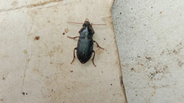 Harpalus