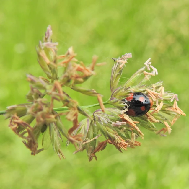 Adalia bipunctata - kétpettyes katica