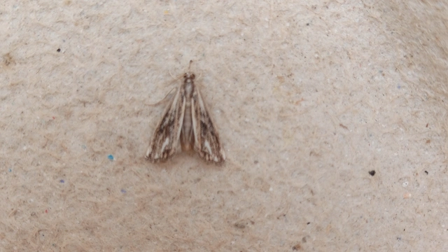 Catoptria verellus - kormos fűgyökérmoly