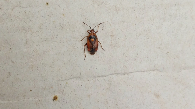Deraeocoris ruber - vöröses mezeipoloska