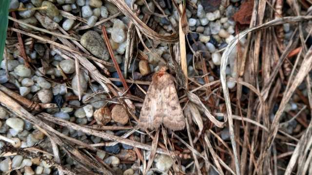 barna selymesbagoly - Hoplodrina octogenaria