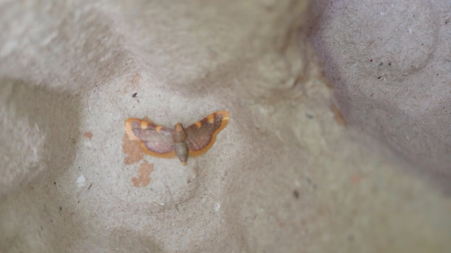 Hypsopygia costalis - szénailonca