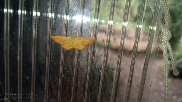 kis sávosaraszoló - Idaea serpentata