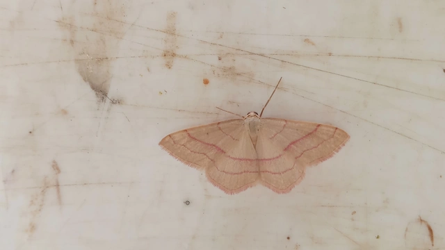 Rhodostrophia vibicaria - pirosszélű araszoló