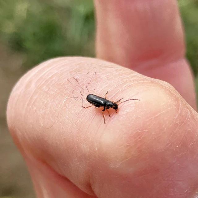 Rhagonycha
