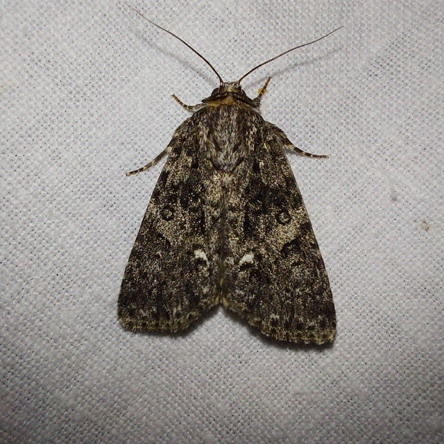 Acronicta rumicis - sóska-szigonyosbagoly