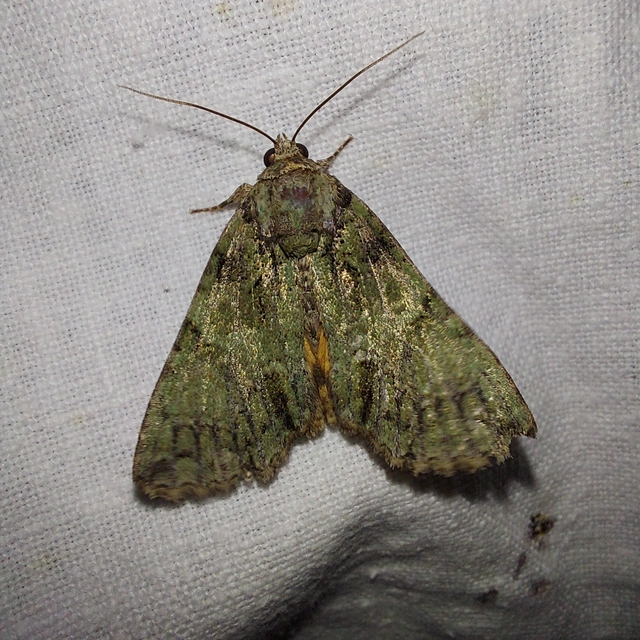 Polyphaenis sericata - selyemfényű erdeibagoly