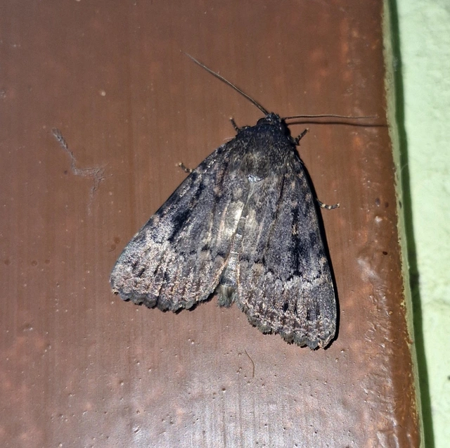 Amphipyra pyramidea - fahéjszínű bagoly