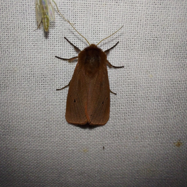 Phragmatobia fuliginosa - füstös medvelepke