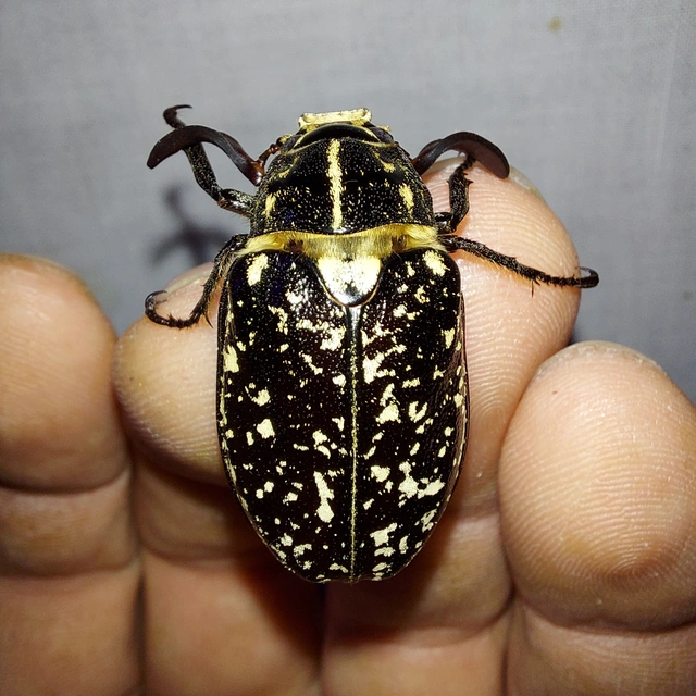 Polyphylla fullo - csapó cserebogár