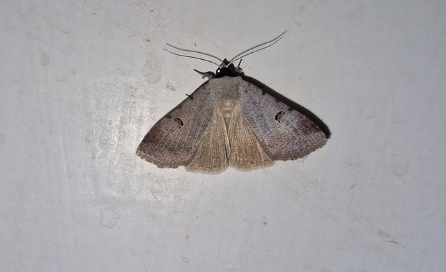 Lygephila craccae - gyakori csüdfűbagoly