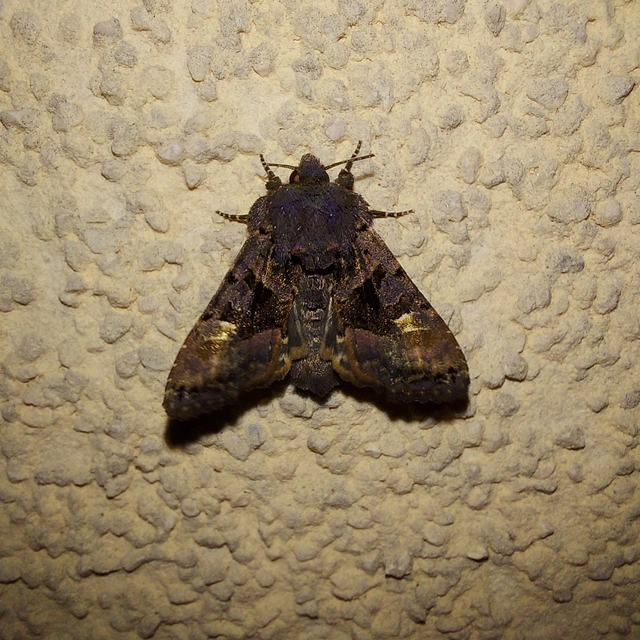 Euplexia lucipara - szeder-csipkésbagoly