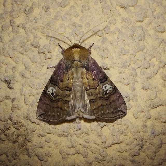 Tethea ocularis - pápaszemes pihésszövő