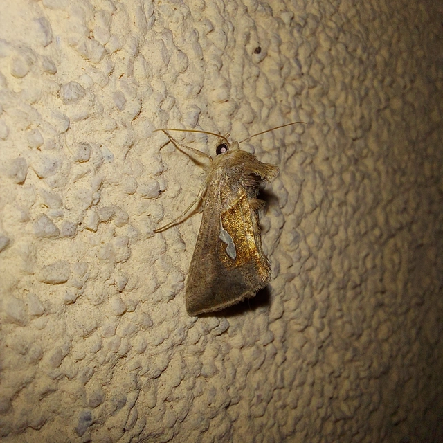 Macdunnoughia confusa - cseppfoltos ezüstbagoly