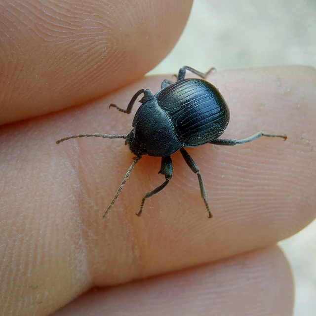 Accanthopus velikensis