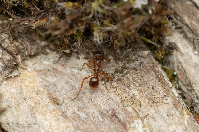 Myrmica ruginodis - erdei bütyköshangya
