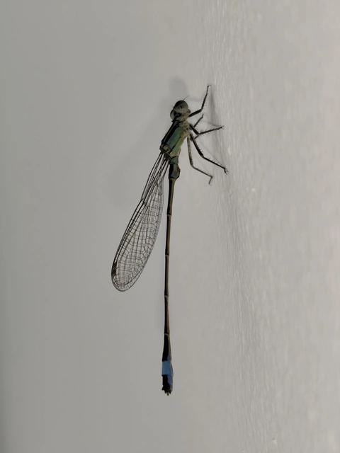 Ischnura elegans pontica - kéköves légivadász