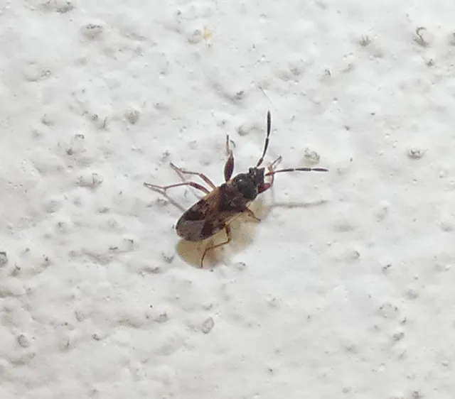Scolopostethus Scolopostethus