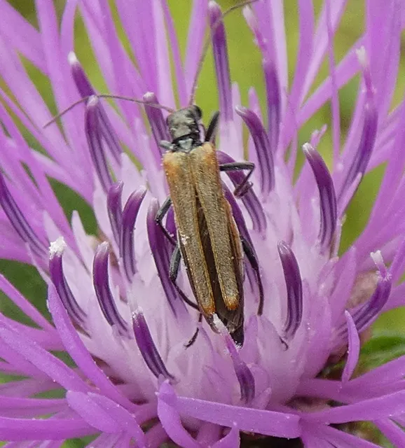 Oedemera femorata - sárgahátú álcincér