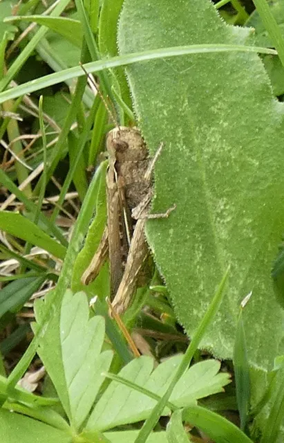 Chorthippus (Glyptobothrus) (subgenus)
