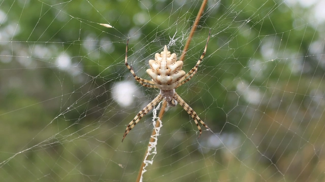 Argiope lobata - karéjos keresztespók