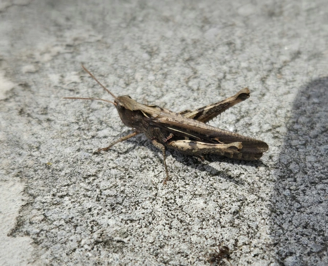 Chorthippus (Glyptobothrus) (subgenus)