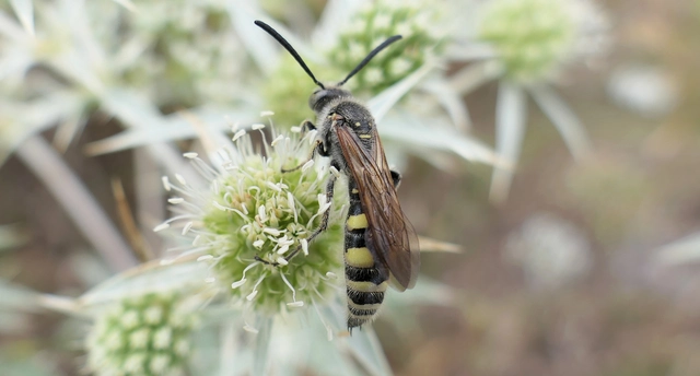 Colpa sexmaculata - hatfoltos tőrösdarázs