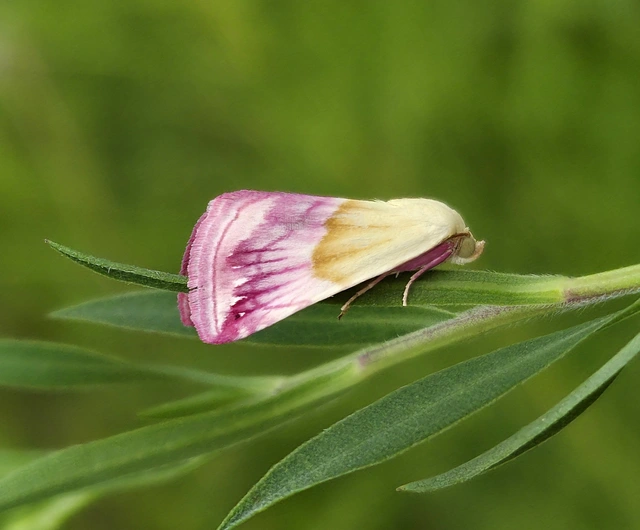 Eublemma purpurina - bíboros törpebagoly