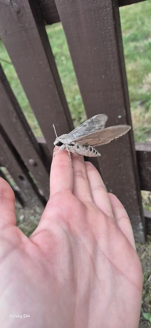 Agrius convolvuli - szulákszender
