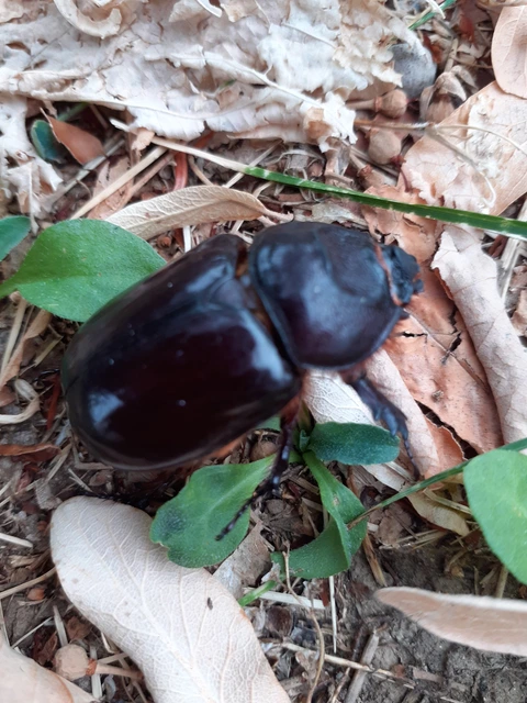 Oryctes nasicornis - orrszarvú bogár