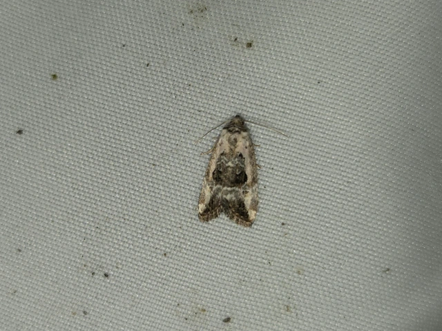 rózsaszínű mázasbagoly - Hapalotis venustula