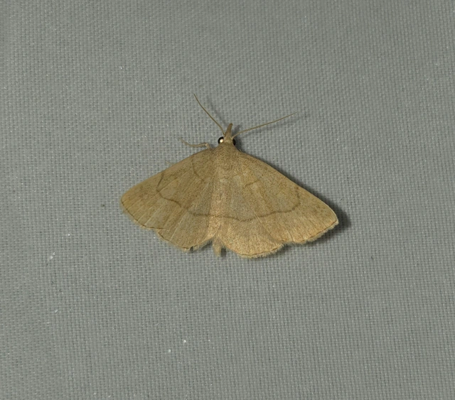 Paracolax tristalis - sárgás karcsúbagoly