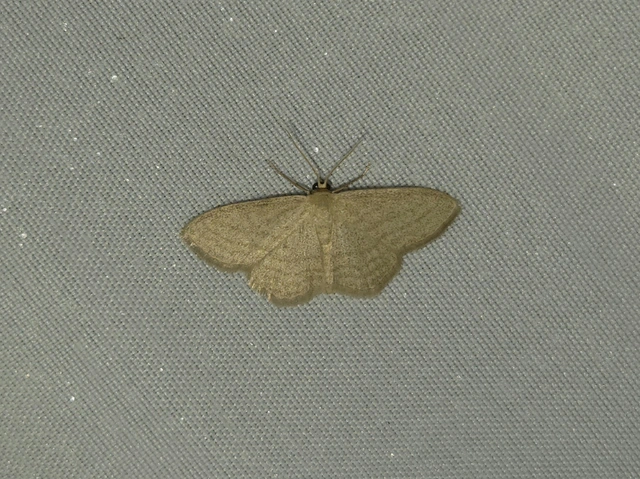 vesszős sávosaraszoló - Scopula virgulata