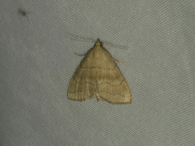 Herminia tarsicrinalis - szőröslábú karcsúbagoly