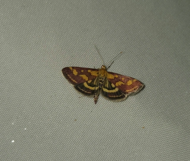 Pyrausta purpuralis - közönséges bíbormoly