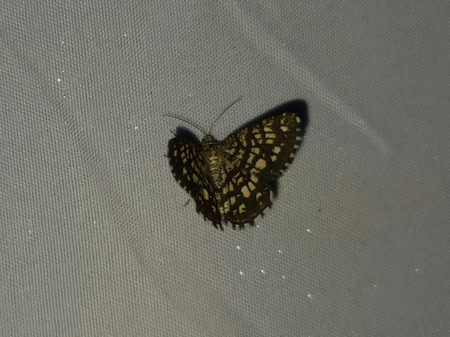 Chiasmia clathrata - rácsos rétiaraszoló
