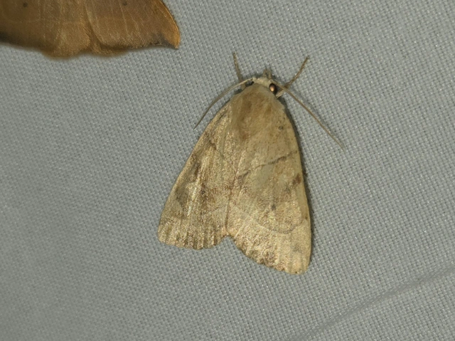 Cosmia trapezina - közönséges lombbagoly
