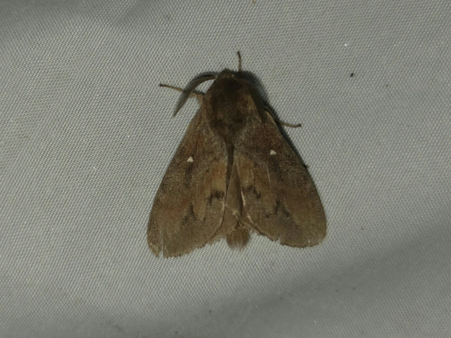 Dendrolimus pini - fenyőpohók