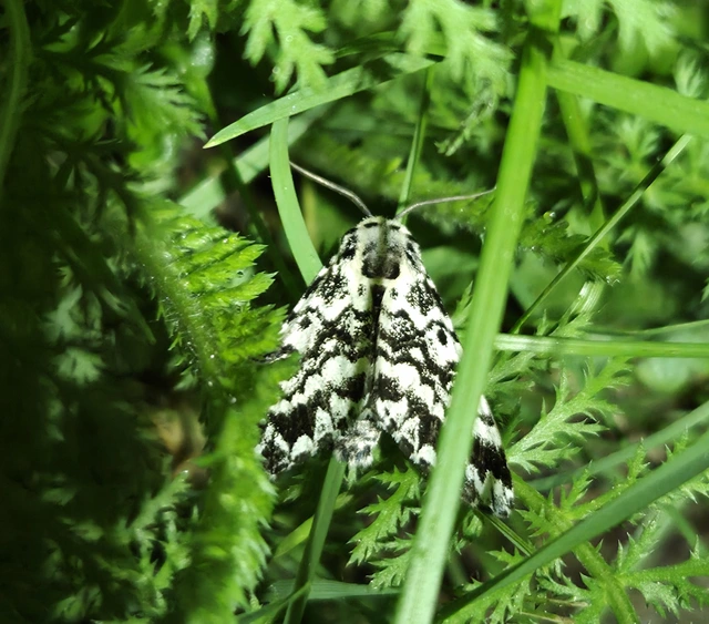jegenyefenyőbagoly - Panthea coenobita