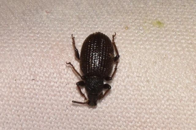 Otiorhynchus rugosostriatus - szamóca-gyalogormányos