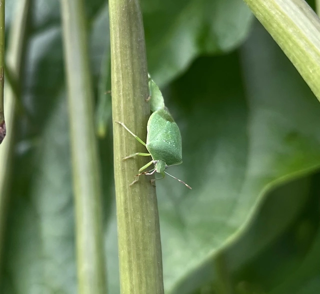 Nezara viridula - zöld vándorpoloska