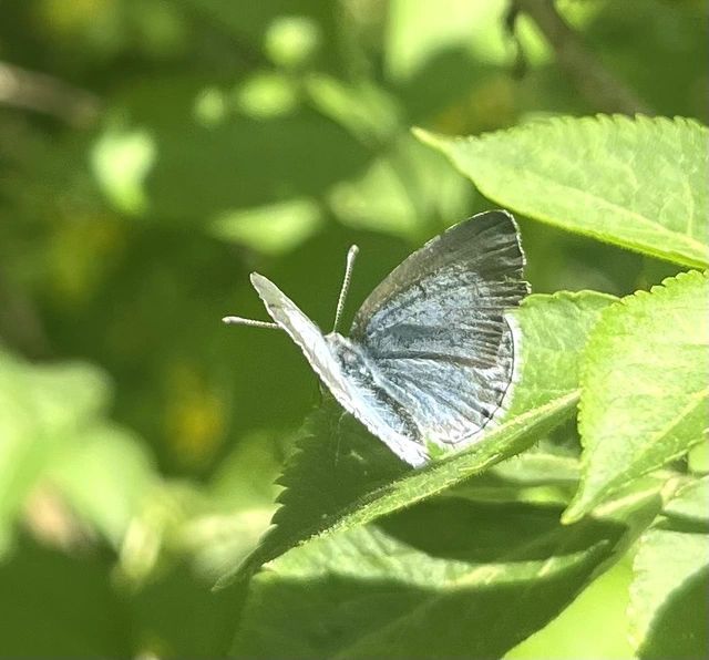 Celastrina argiolus - bengeboglárka