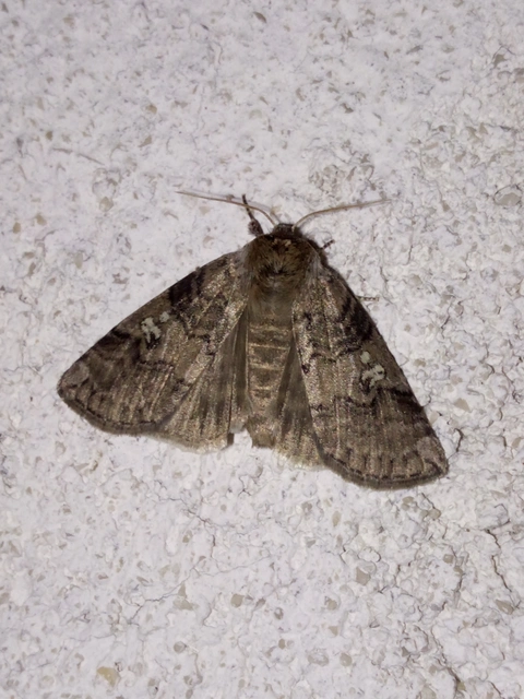 Tethea or - bélyeges pihésszövő
